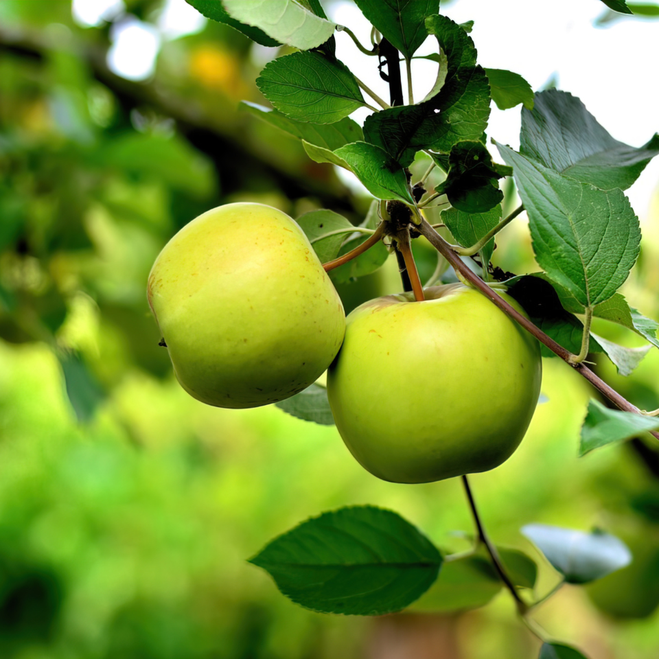 Himalayan Apple Mix, Malus Domestica seeds - 15
