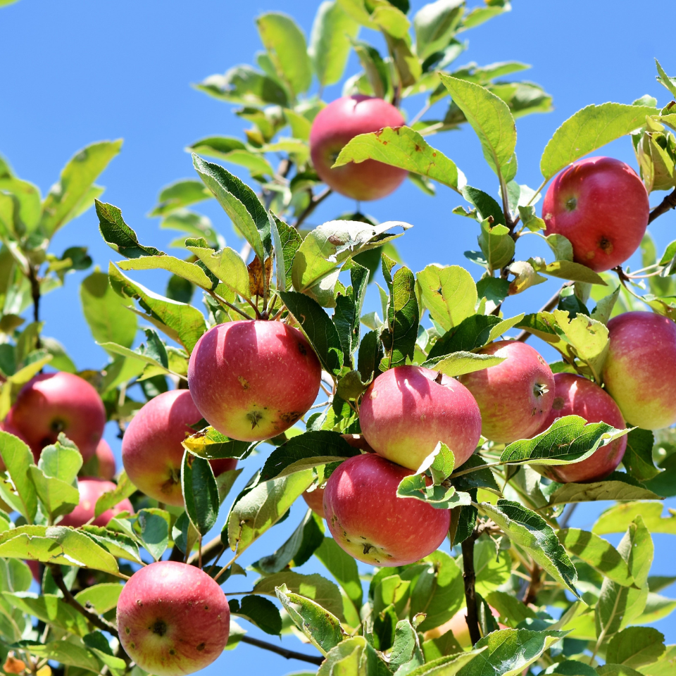 Himalayan Apple Mix, Malus Domestica seeds - 15