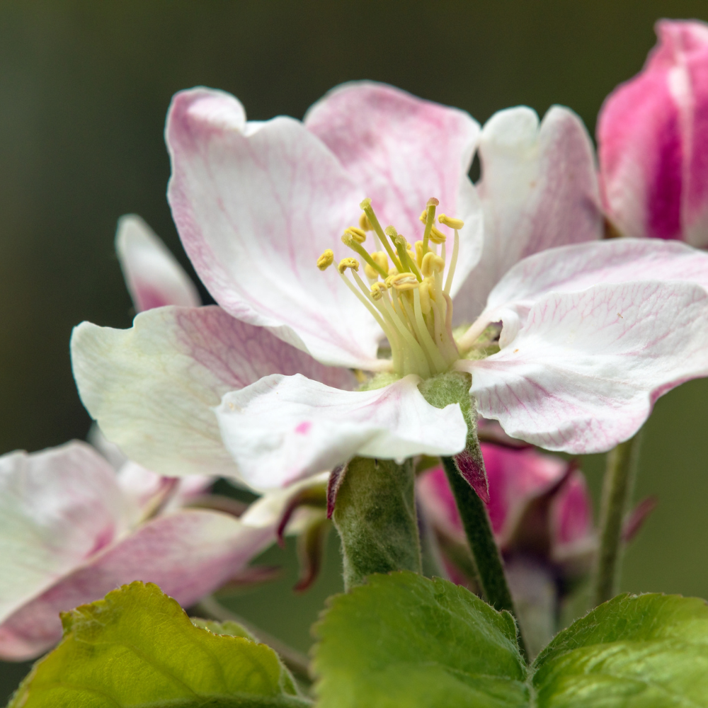 Himalayan Apple Mix, Malus Domestica seeds - 15