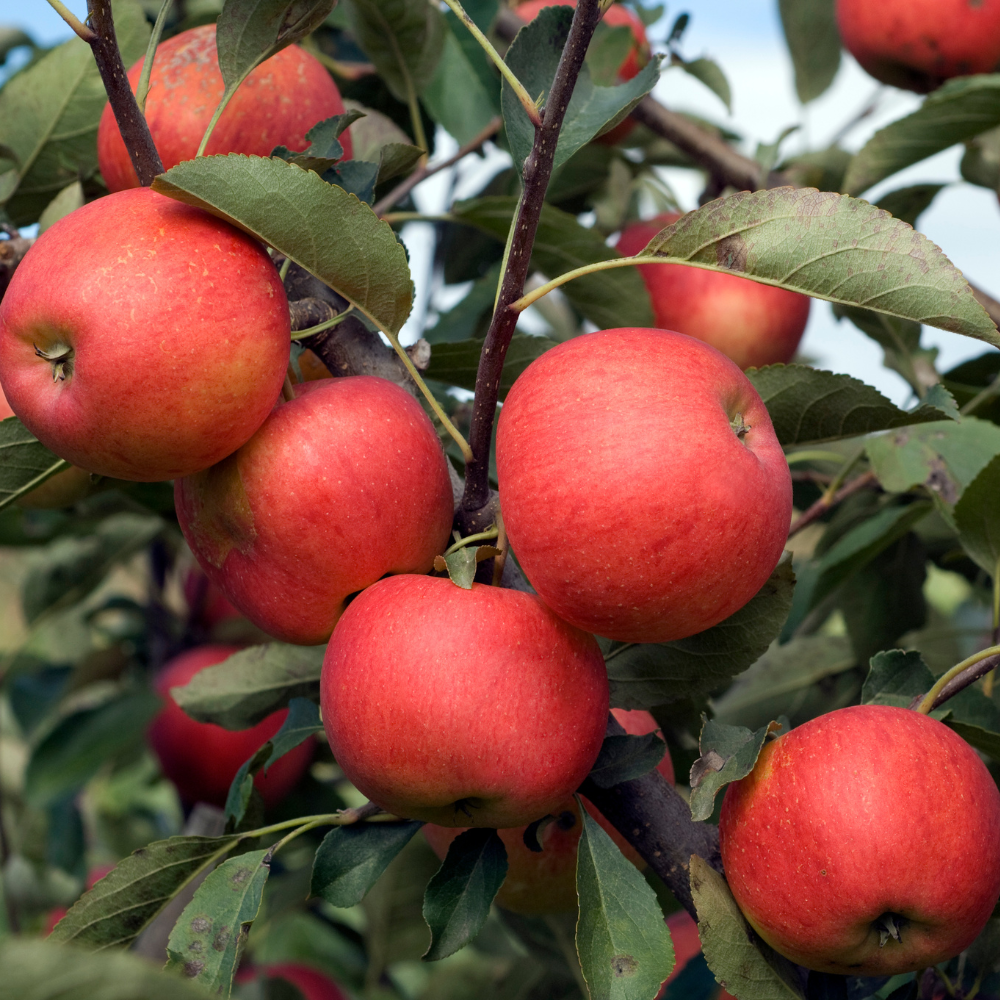Himalayan Apple Mix, Malus Domestica seeds - 15