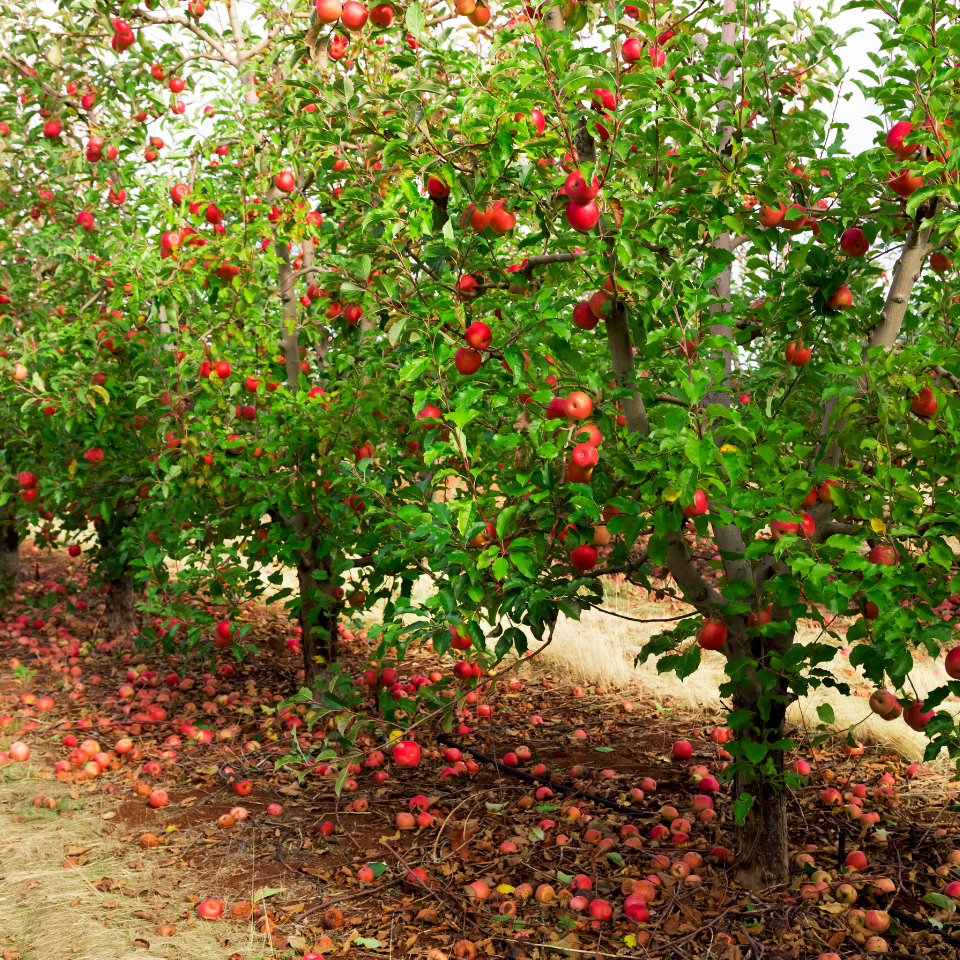 Himalayan Apple Mix, Malus Domestica seeds - 15