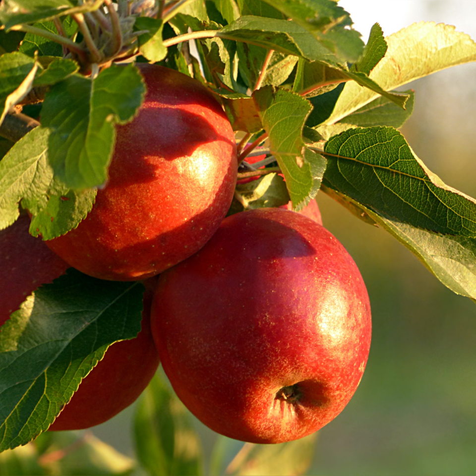 Himalayan Apple Mix, Malus Domestica seeds - 15