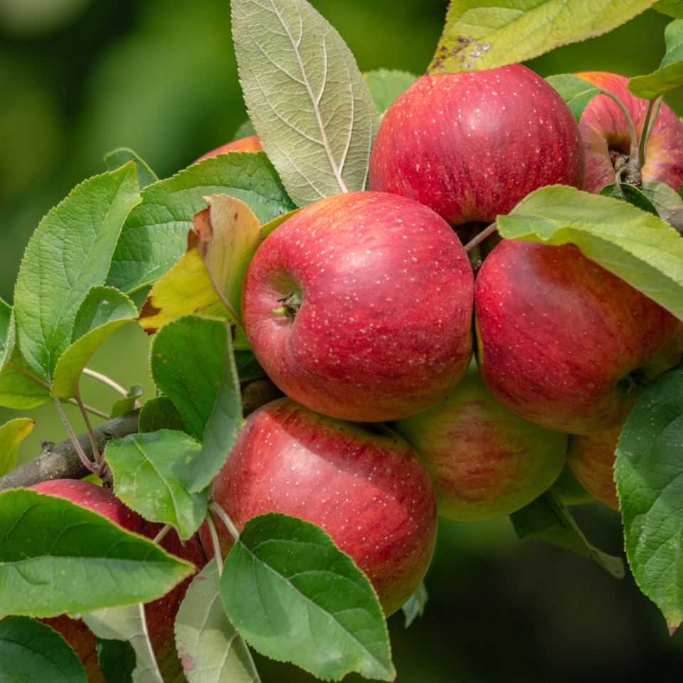 Himalayan Apple Mix, Malus Domestica seeds - 15