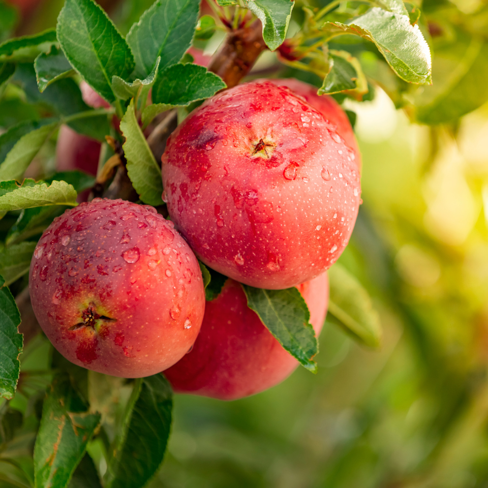 Himalayan Apple Mix, Malus Domestica seeds - 15