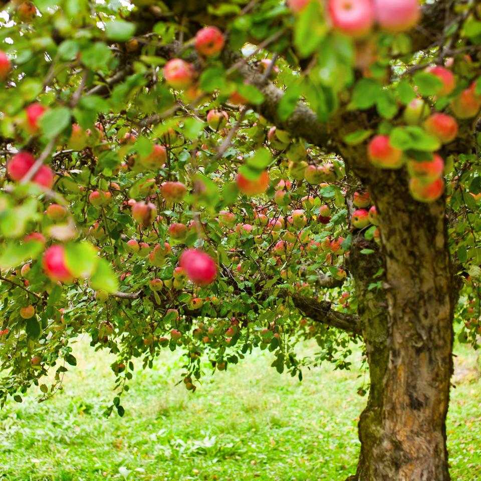 Himalayan Apple Mix, Malus Domestica seeds - 15