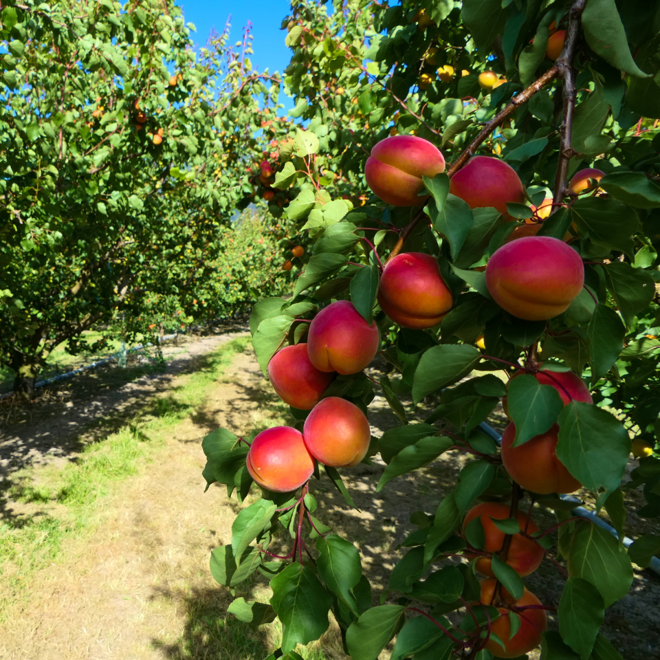 Himalayan Apricot, Prunus Armeniaca seeds - 10