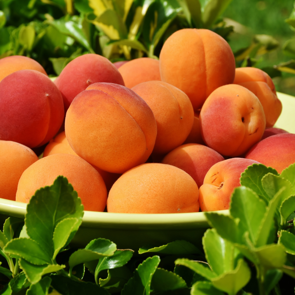 Himalayan Apricot, Prunus Armeniaca seeds - 10