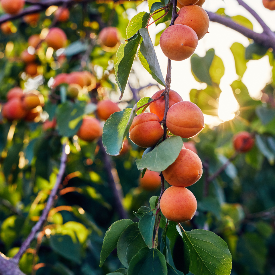 Himalayan Apricot, Prunus Armeniaca seeds - 10