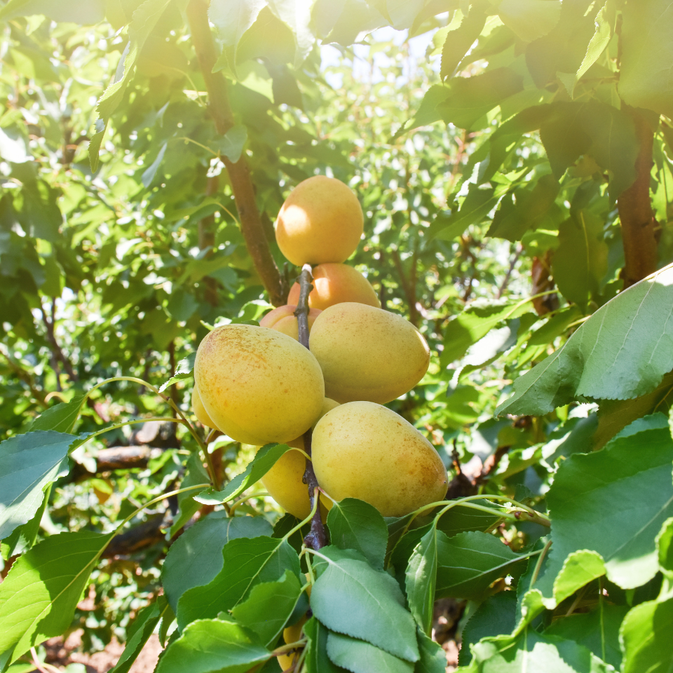 Himalayan Apricot, Prunus Armeniaca seeds - 10