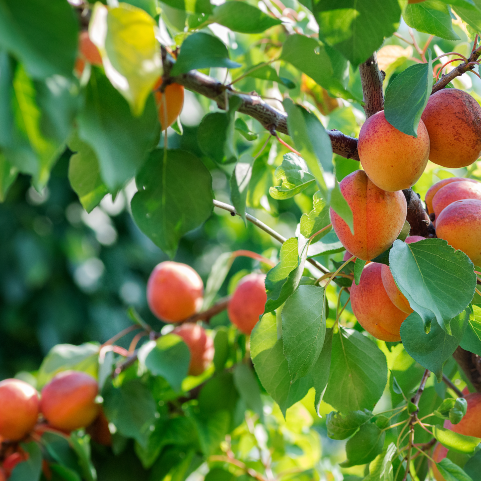 Himalayan Apricot, Prunus Armeniaca seeds - 10
