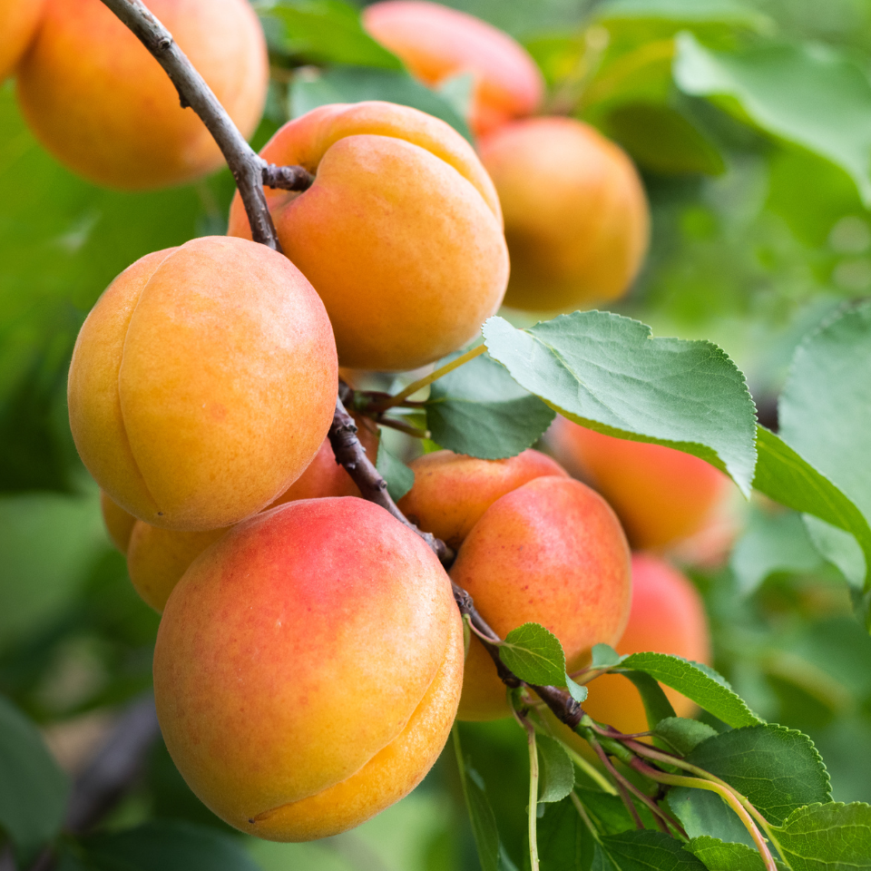 Himalayan Apricot, Prunus Armeniaca seeds - 10