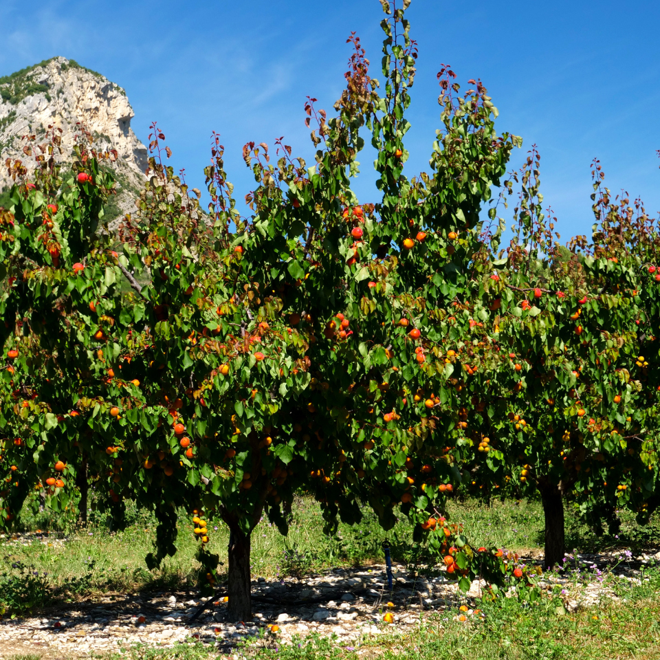 Himalayan Apricot, Prunus Armeniaca seeds - 10