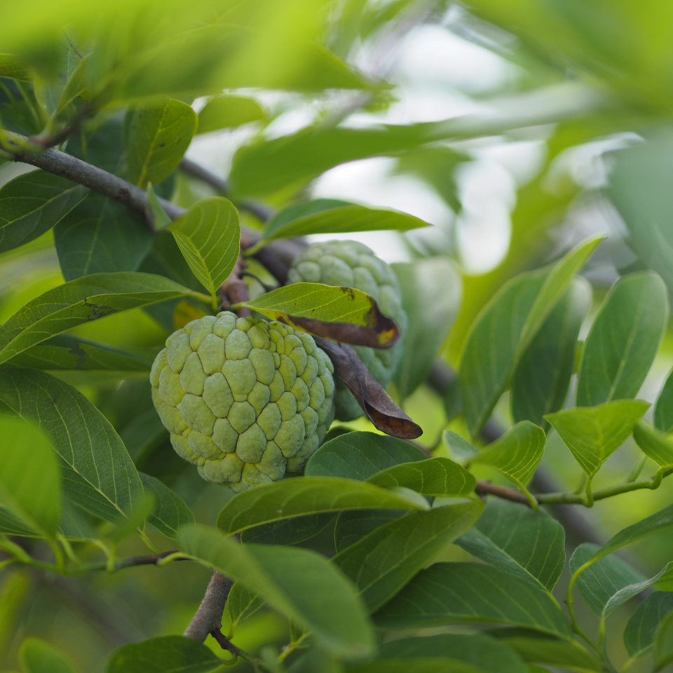 Annona Squamosa, Sugar Apple, Custard Apple, Sweetsop seeds - 10