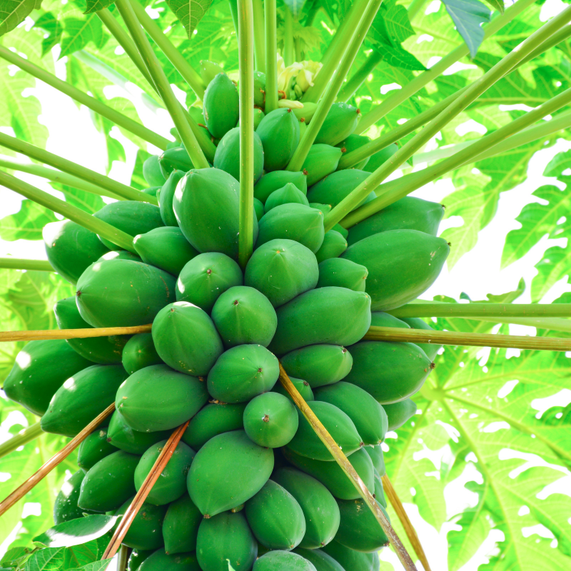 Papaya, Pawpaw, Tree Melon seeds - 200