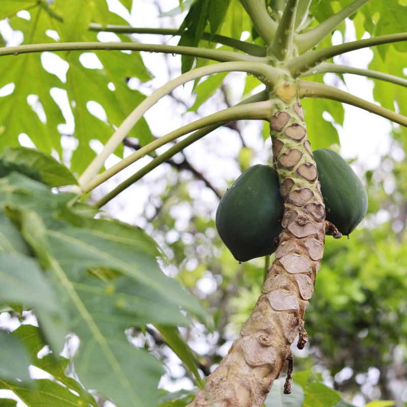 Papaya, Pawpaw, Tree Melon seeds - 200