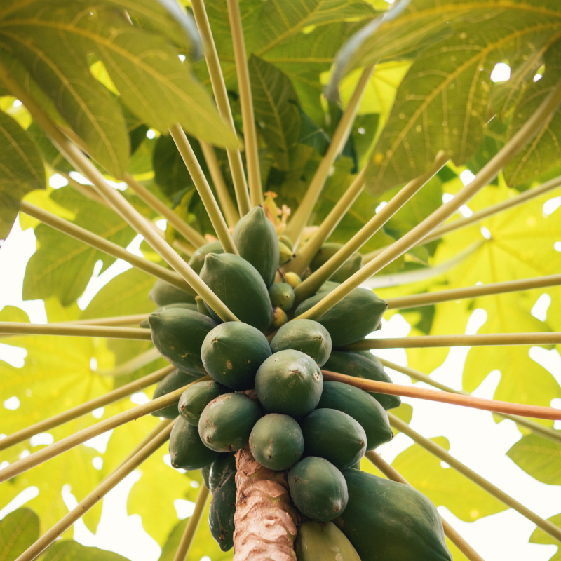 Papaya, Pawpaw, Tree Melon seeds - 200
