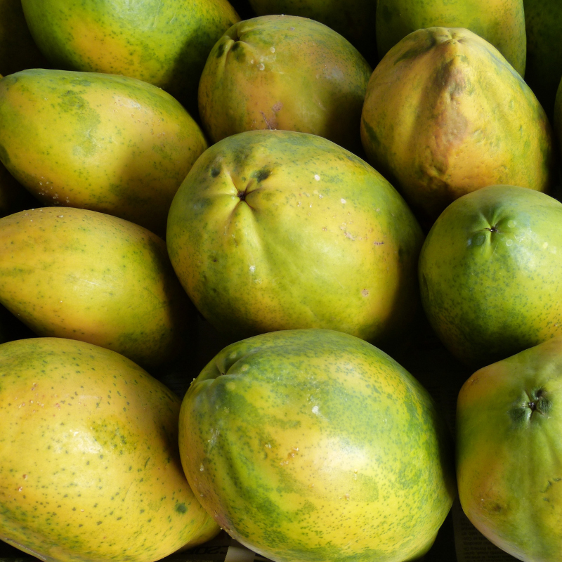 Papaya, Pawpaw, Tree Melon seeds - 200