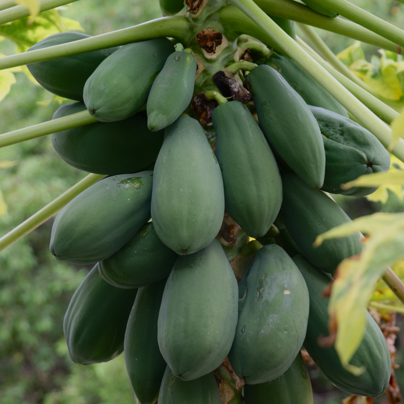 Papaya, Pawpaw, Tree Melon seeds - 200