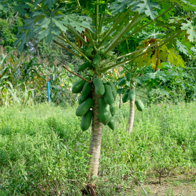 Papaya, Pawpaw, Tree Melon seeds - 200