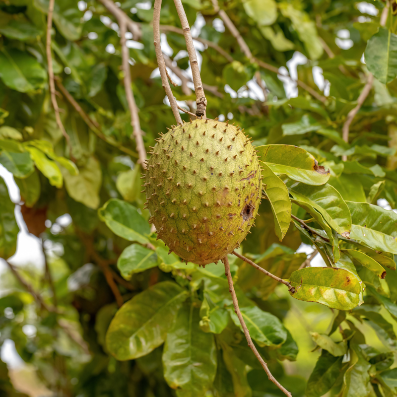 Soursop, Graviola, Guanabana seeds - 5