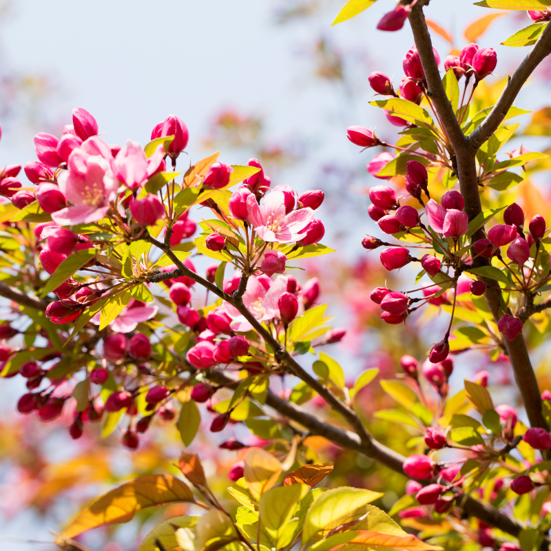 Crab Apple Tree, Malus sylvestris seeds - 20