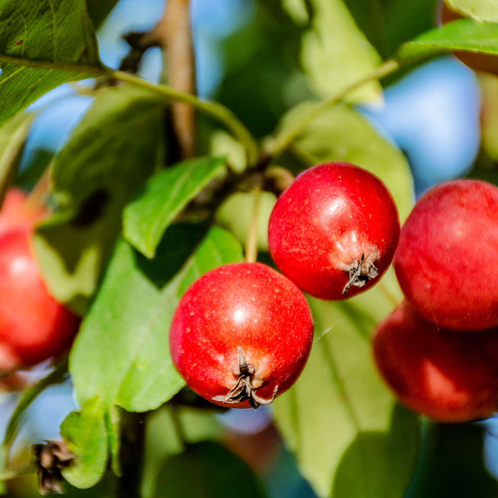 Crab Apple Tree, Malus sylvestris seeds - 20