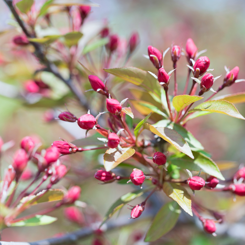 Crab Apple Tree, Malus sylvestris seeds - 20