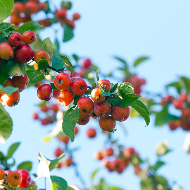 Crab Apple Tree, Malus sylvestris seeds - 20