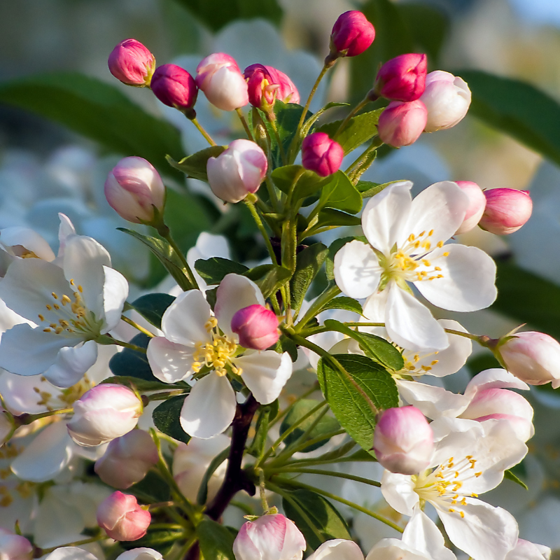 Crab Apple Tree, Malus sylvestris seeds - 20