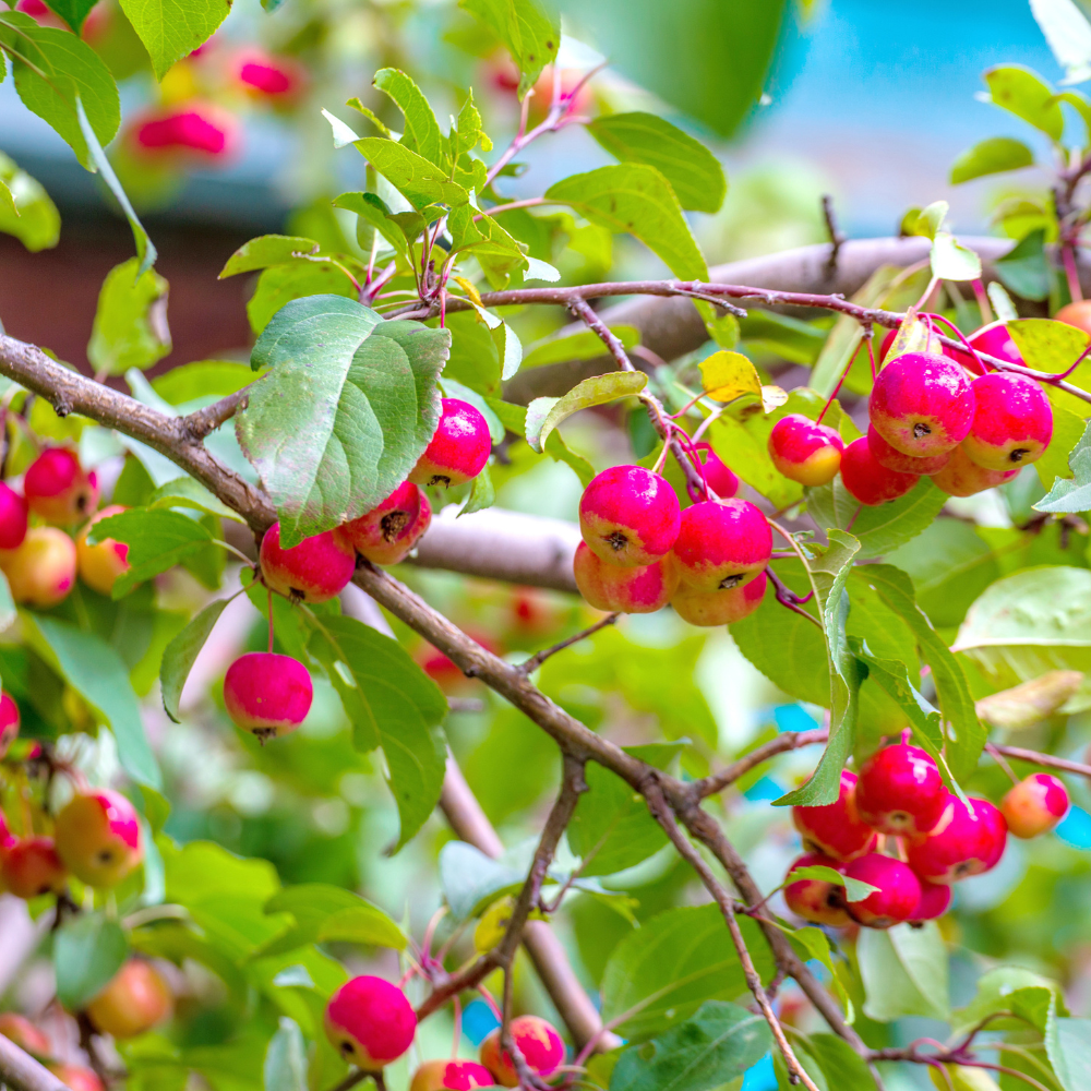 Crab Apple Tree, Malus sylvestris seeds - 20