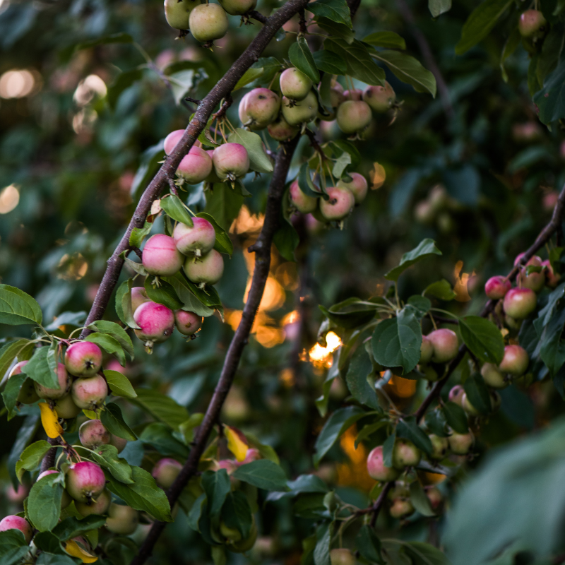 Crab Apple Tree, Malus sylvestris seeds - 20
