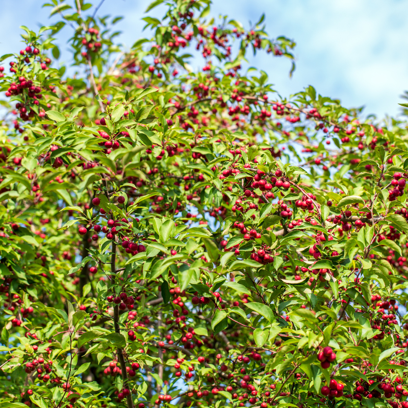Crab Apple Tree, Malus sylvestris seeds - 20