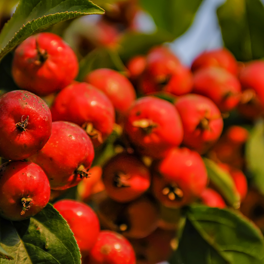 Crab Apple Tree, Malus sylvestris seeds - 20