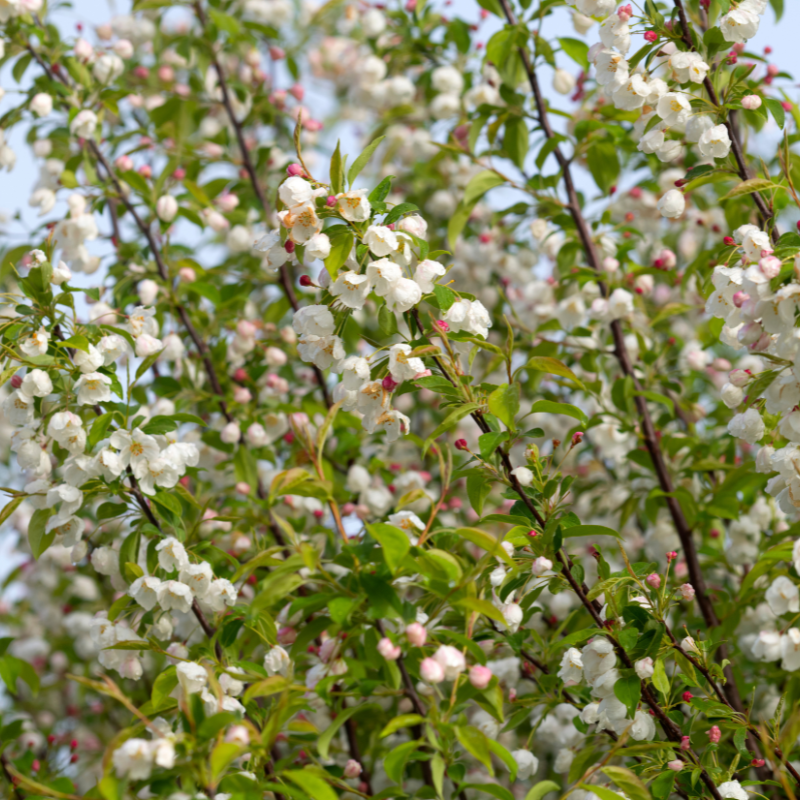 Crab Apple Tree, Malus sylvestris seeds - 20