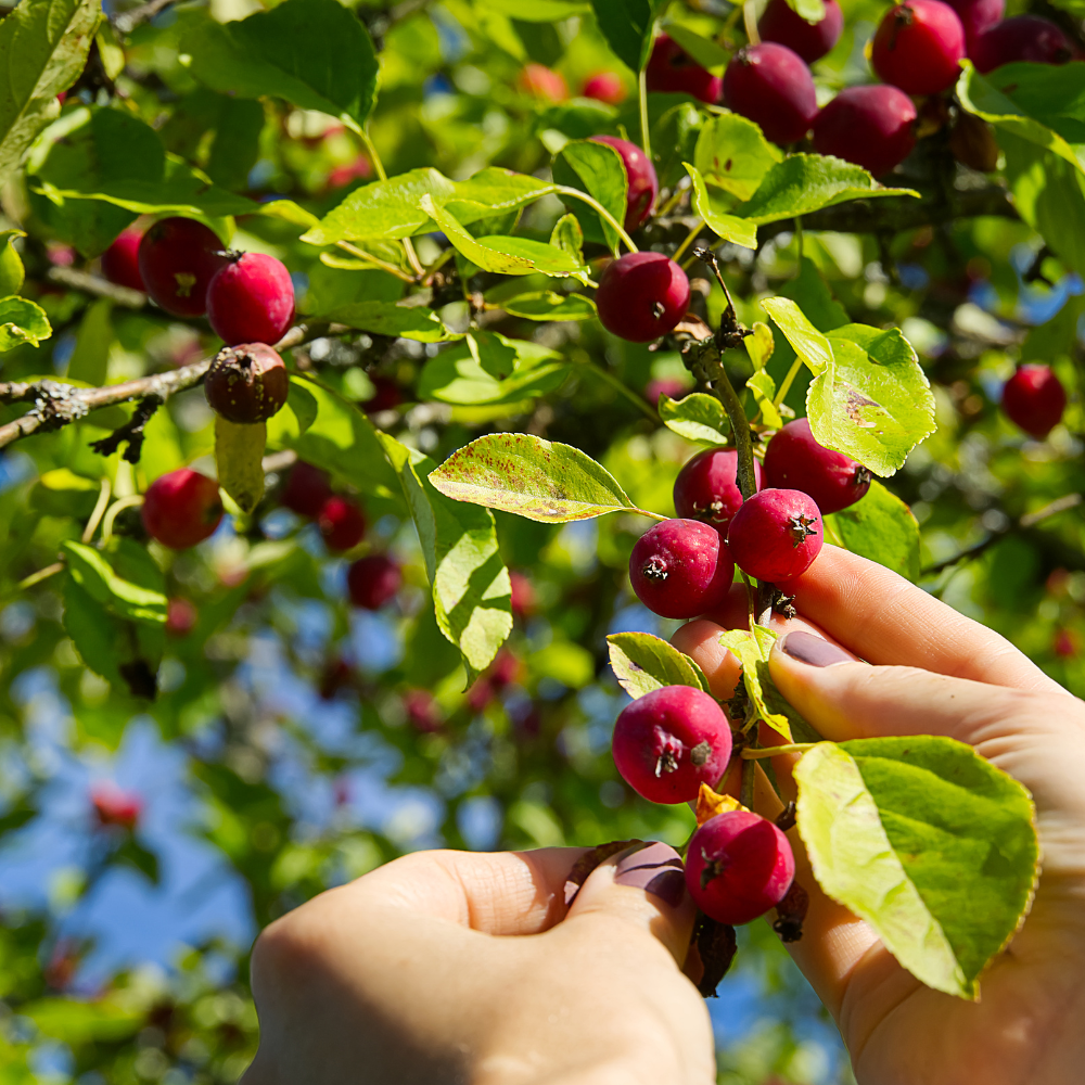 Crab Apple Tree, Malus sylvestris seeds - 20