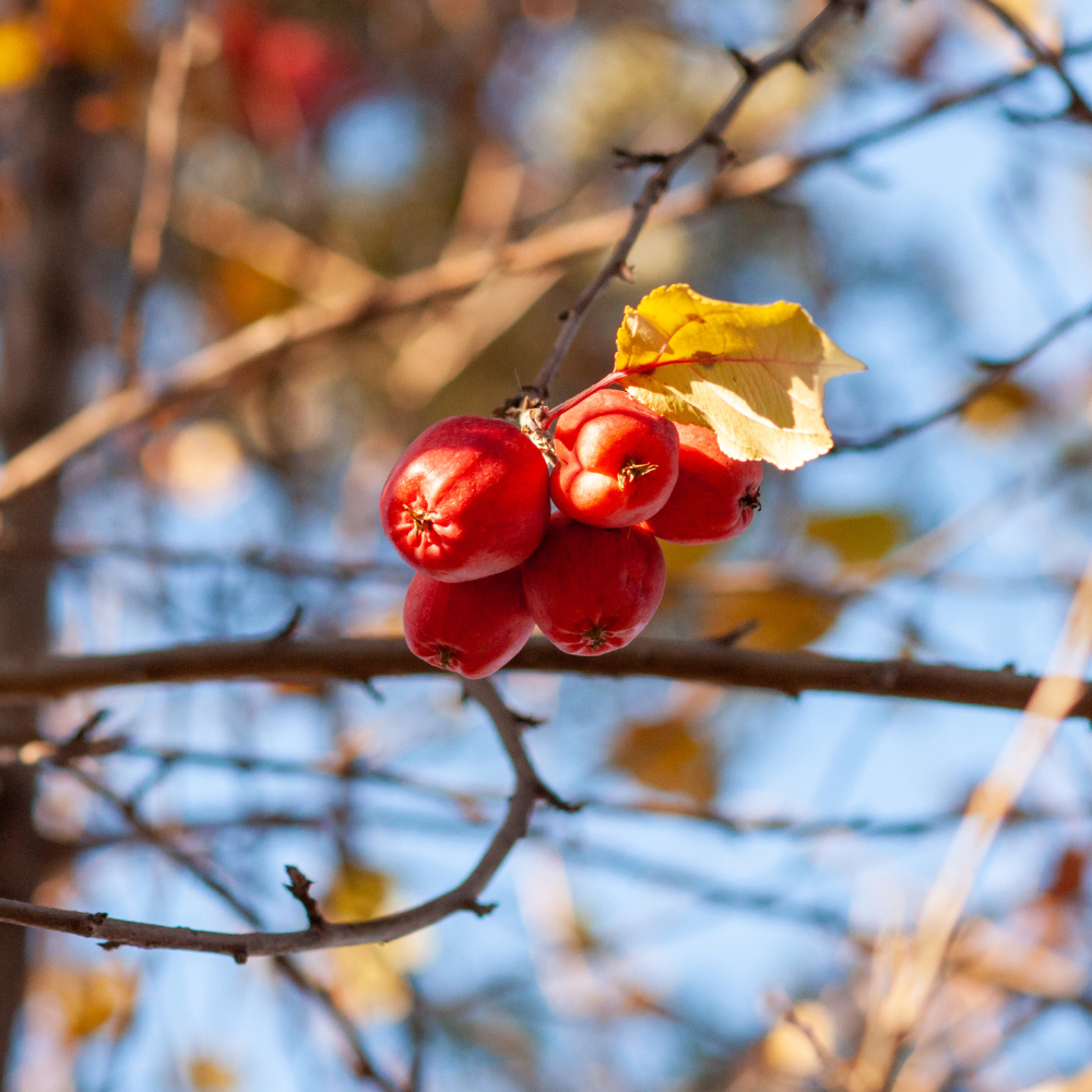 Crab Apple Tree, Malus sylvestris seeds - 20