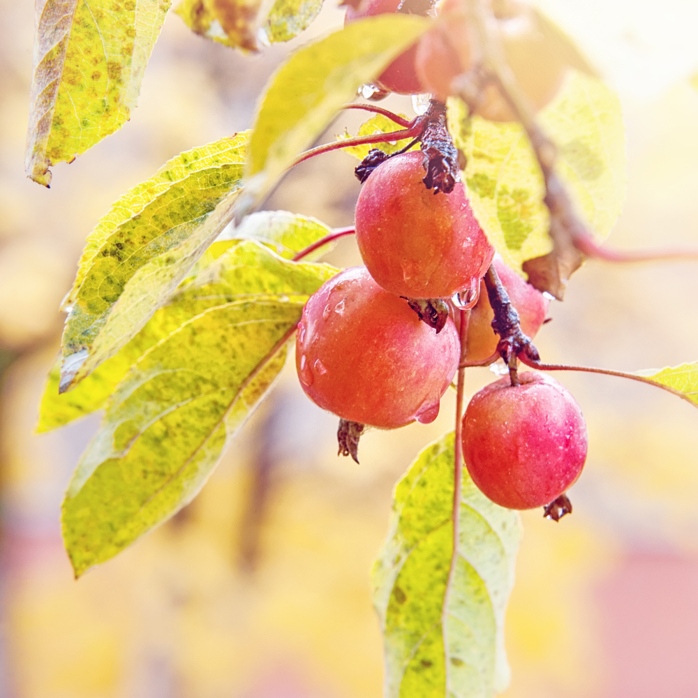 Crab Apple Tree, Malus sylvestris seeds - 20
