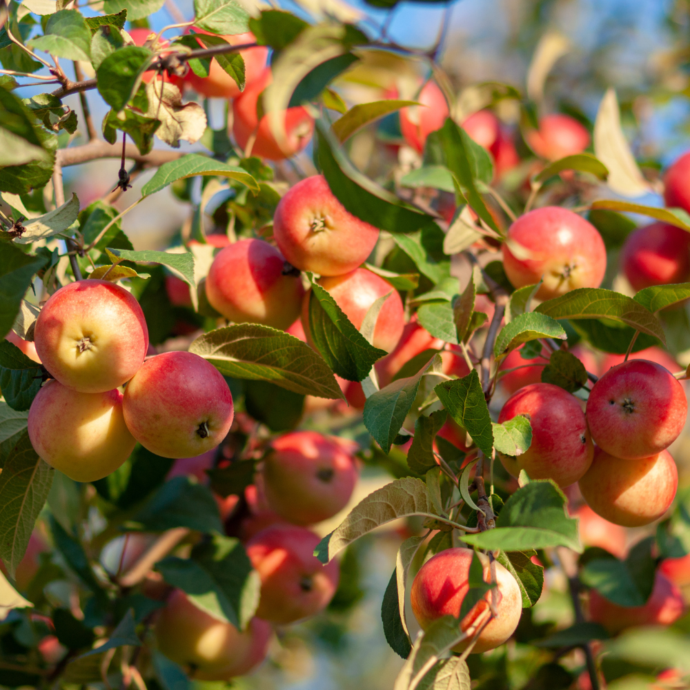 Crab Apple Tree, Malus sylvestris seeds - 100