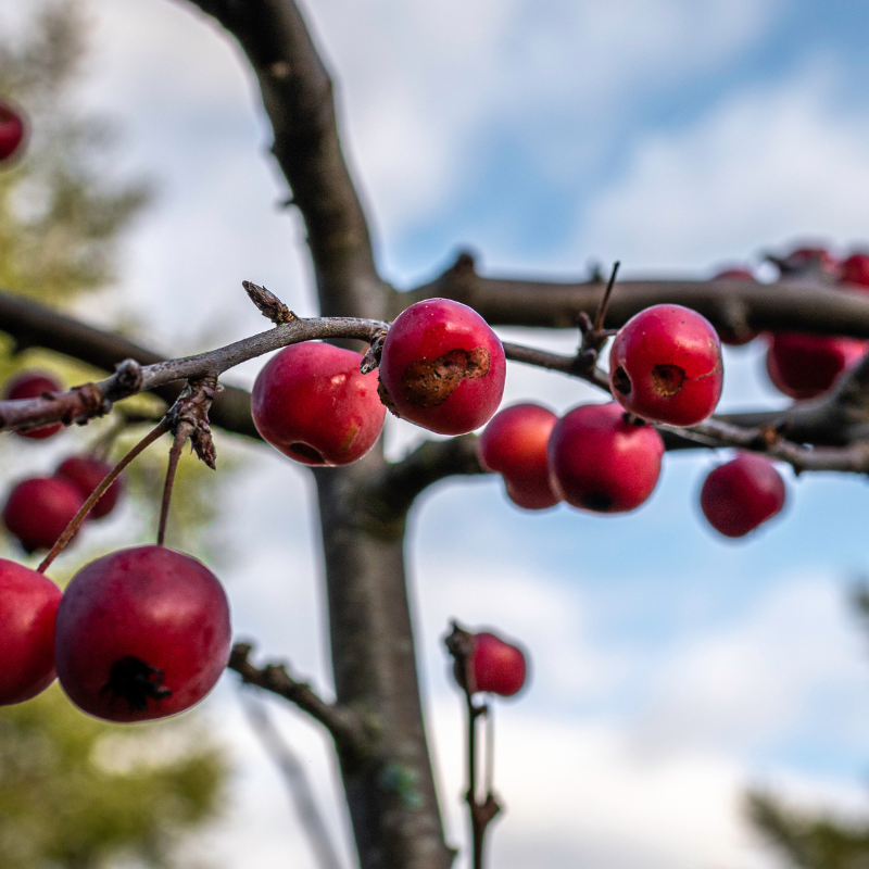 Crab Apple Tree, Malus sylvestris seeds - 20