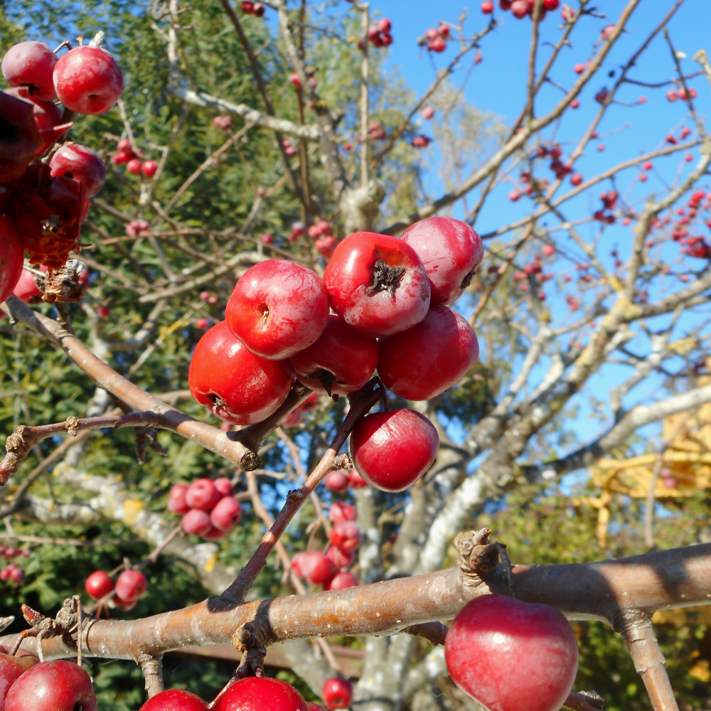 Crab Apple Tree, Malus sylvestris seeds - 20