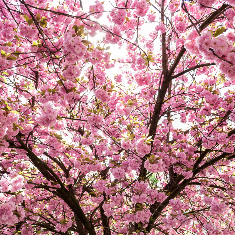 Prunus Serrulata, Japanese Cherry, Sakura seeds - 10
