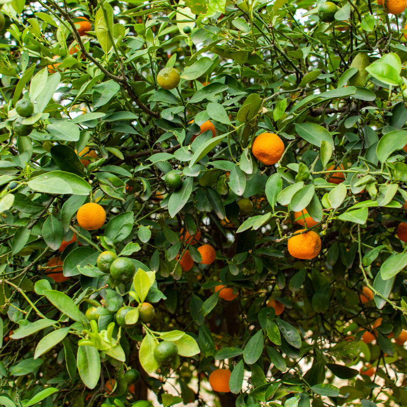 Mandarin, Citrus reticulata seeds - 10