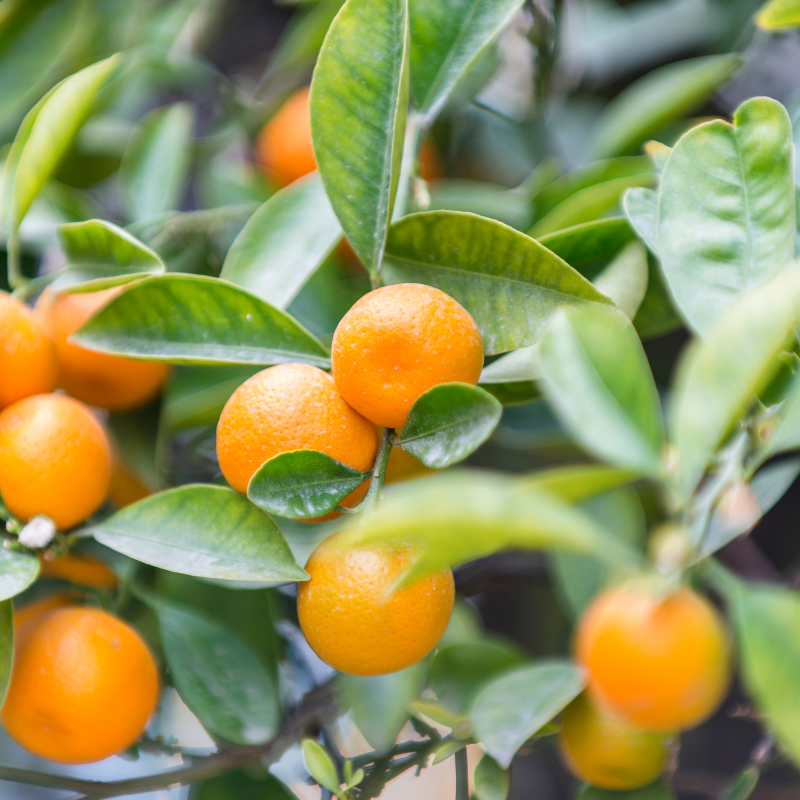 Mandarin, Citrus reticulata seeds - 10