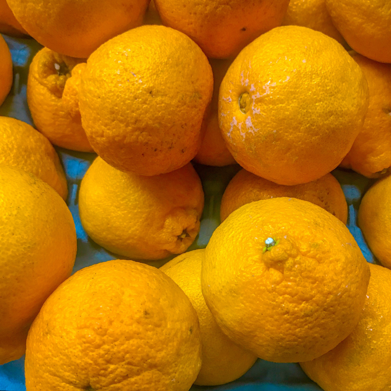 Mandarin, Citrus reticulata seeds - 10