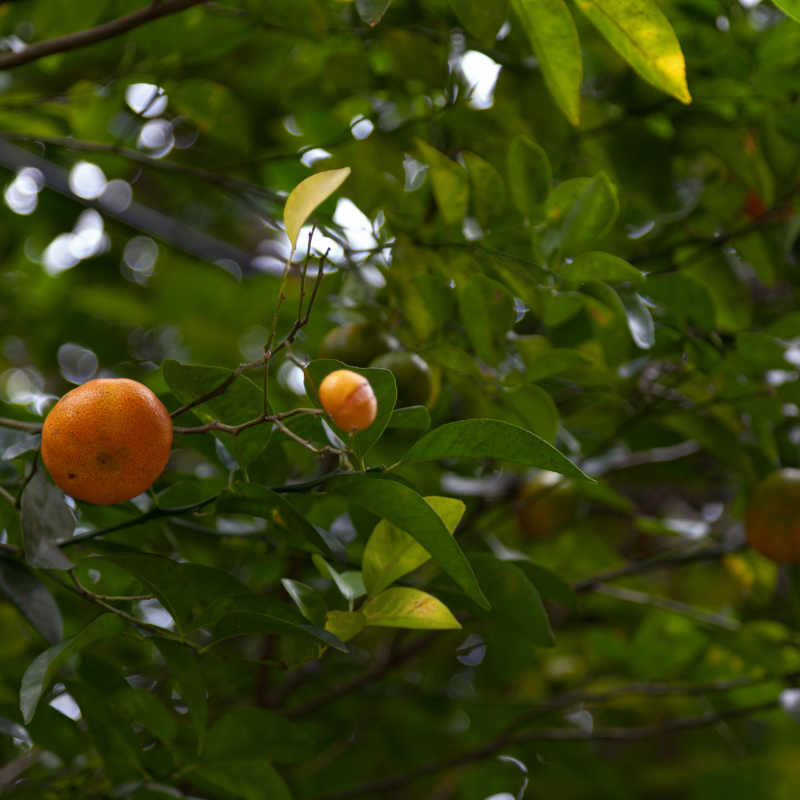 Mandarin, Citrus reticulata seeds - 10