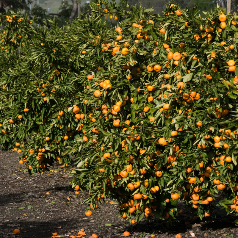 Mandarin, Citrus reticulata seeds - 10