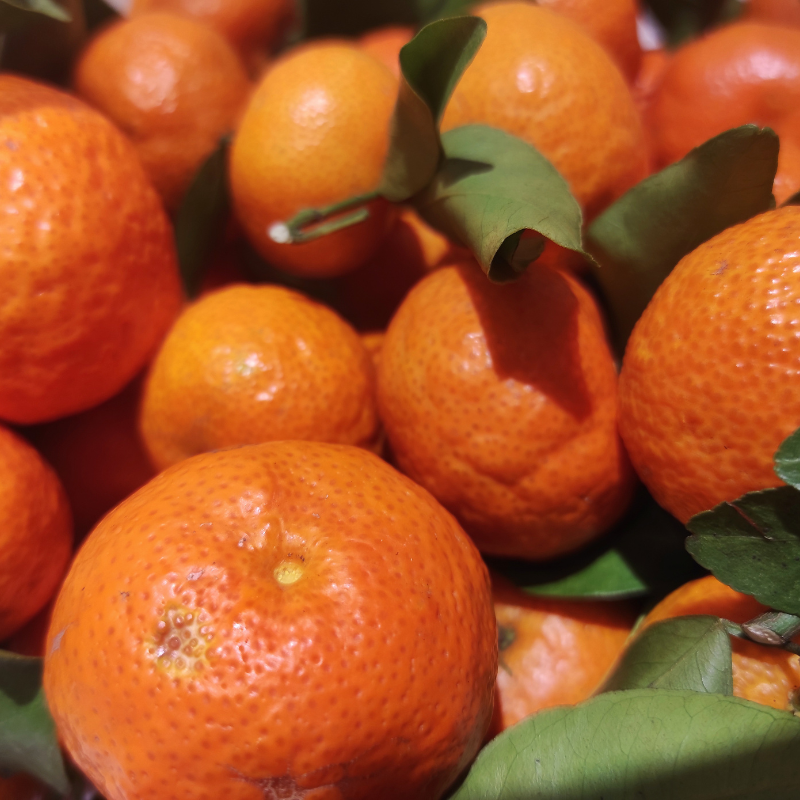 Mandarin, Citrus reticulata seeds - 10