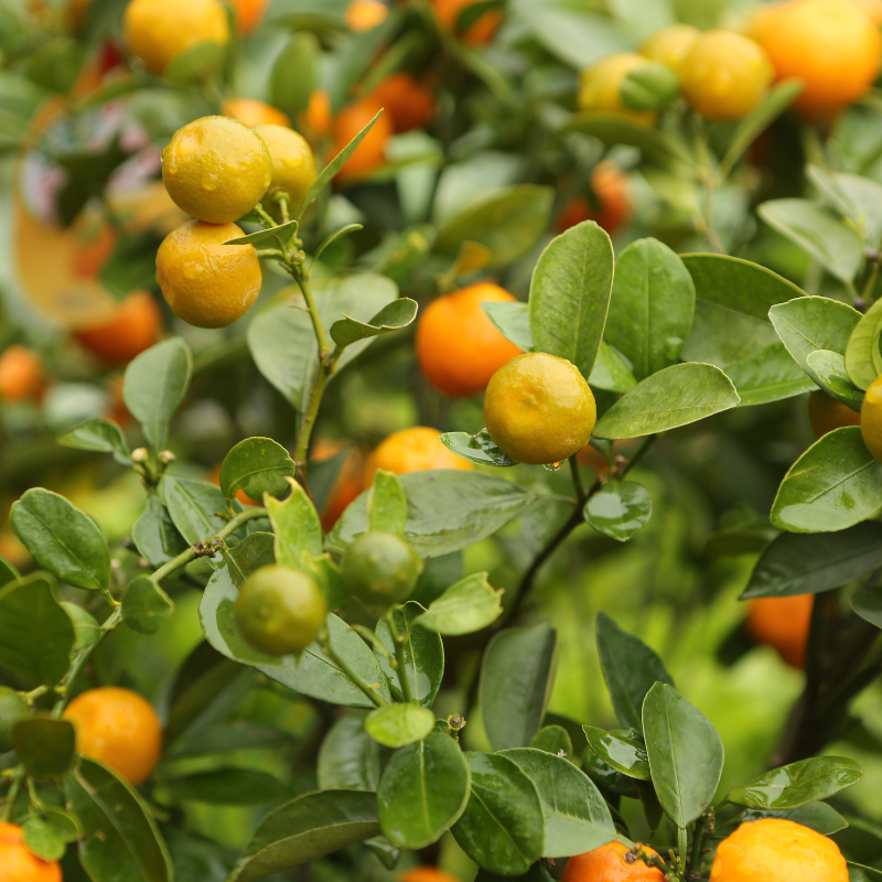Mandarin, Citrus reticulata seeds - 10