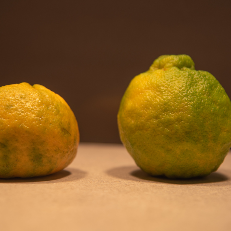 Mandarin, Citrus reticulata seeds - 10