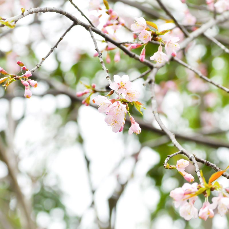 Himalayan Sweet Cherry, Prunus avium seeds - 100